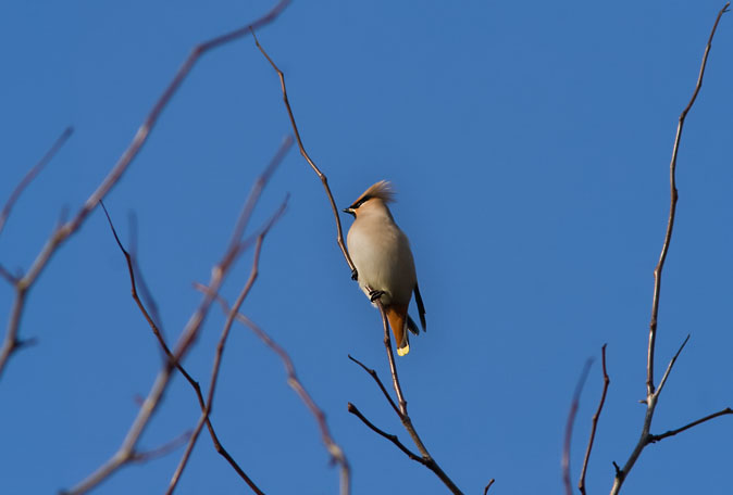 Pestvogel170210A.JPG