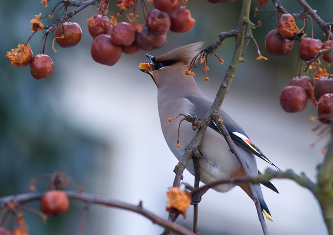 Pestvogel170210E.JPG