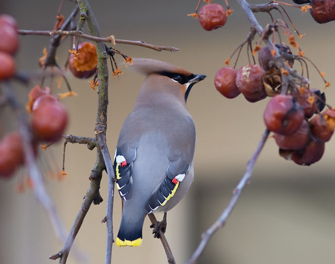 Pestvogel170210G.JPG