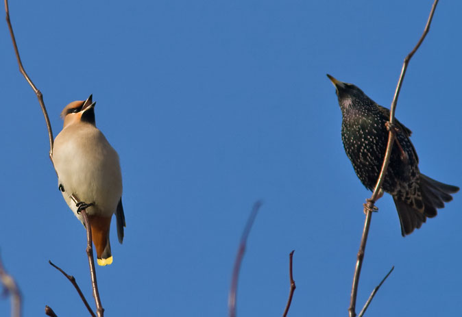 Pestvogel_Spreeuw170210.JPG