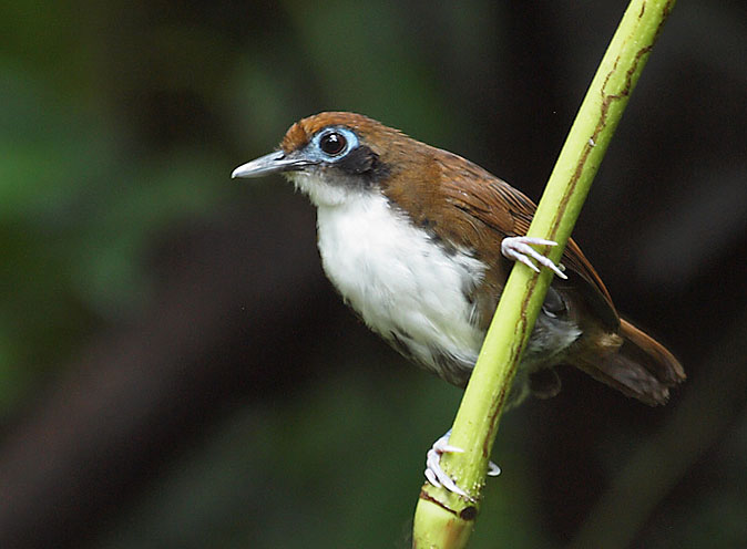 Bicoloredantbird011210.jpg