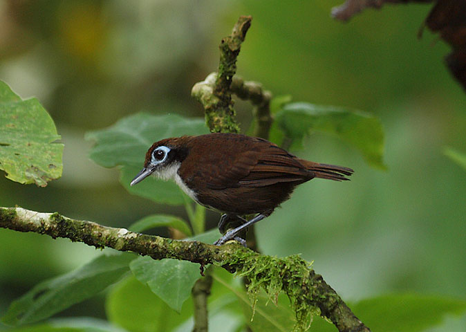 Bicoloredantbird031210.jpg