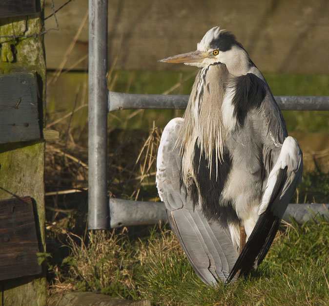 Blauwereiger080211.JPG