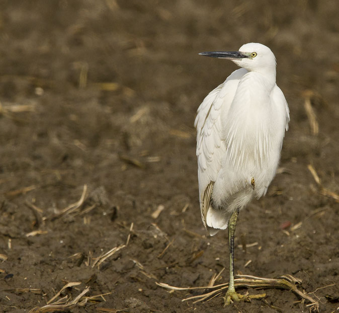 Kleinezilverreiger150211E.JPG