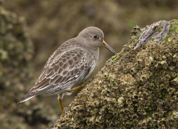 Paarsestrandloper150211.JPG