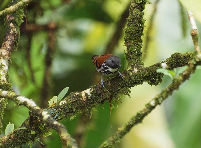 Spottedantbird031210.jpg