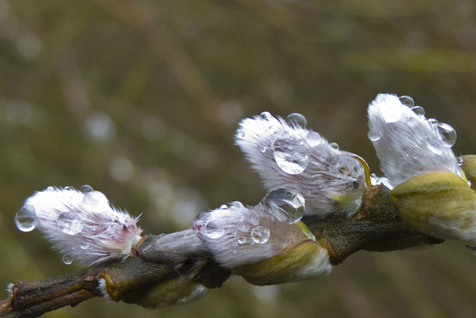 Wilgenkatjes140211.JPG