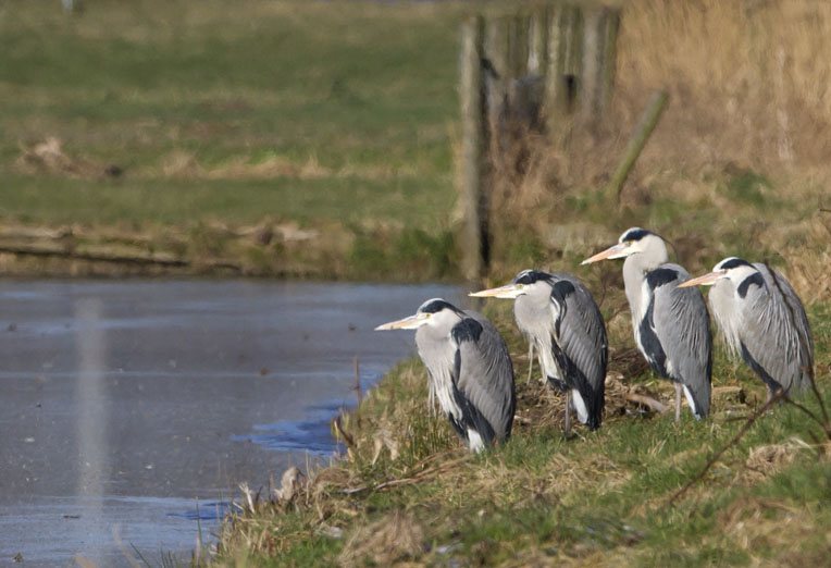 Blauwereigers020212.jpg