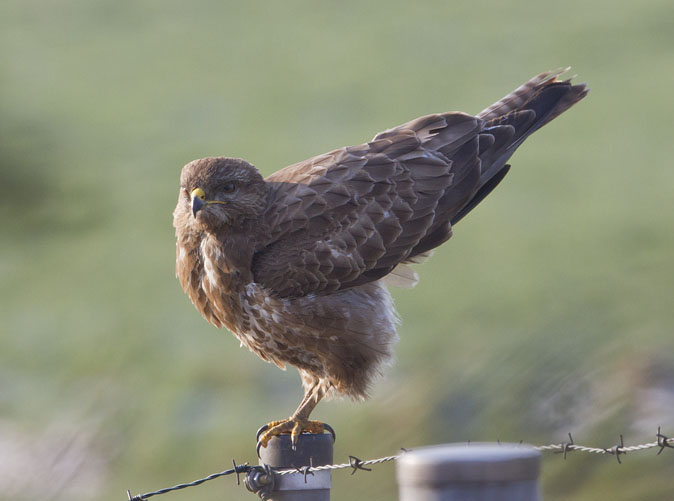 Buizerd310112.jpg