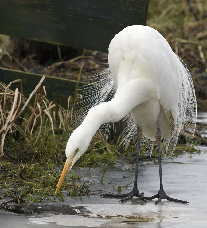 Grotezilverreiger140212I.jpg