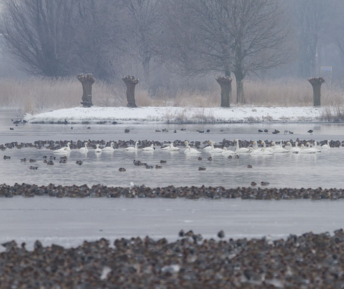 Kleine_wildezwanen_Zoetermeerplas090212B.jpg