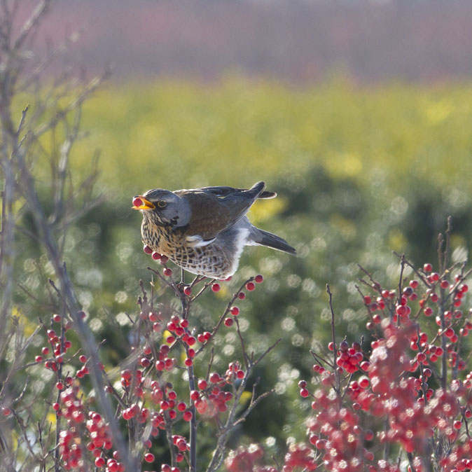 Kramsvogel070212.jpg