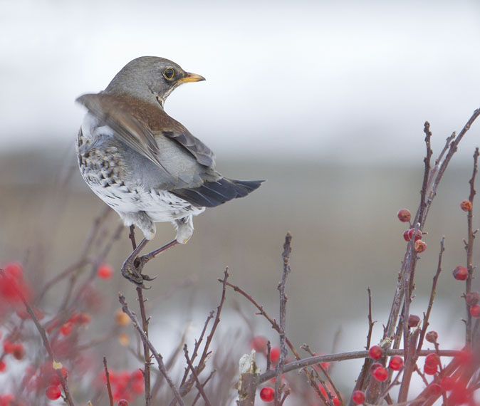 Kramsvogel080212A.jpg