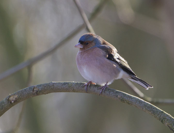 Vink010212A.jpg