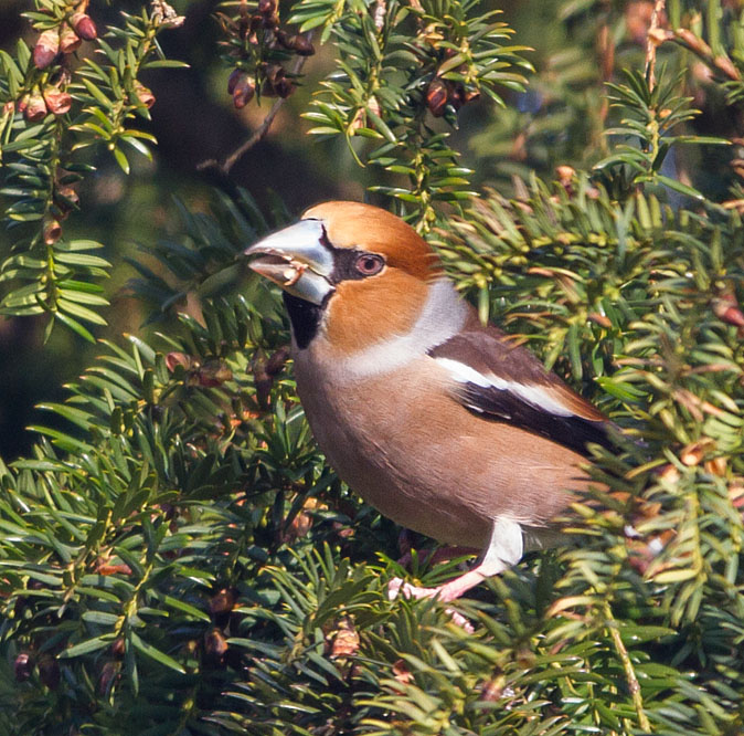 Appelvink180213B