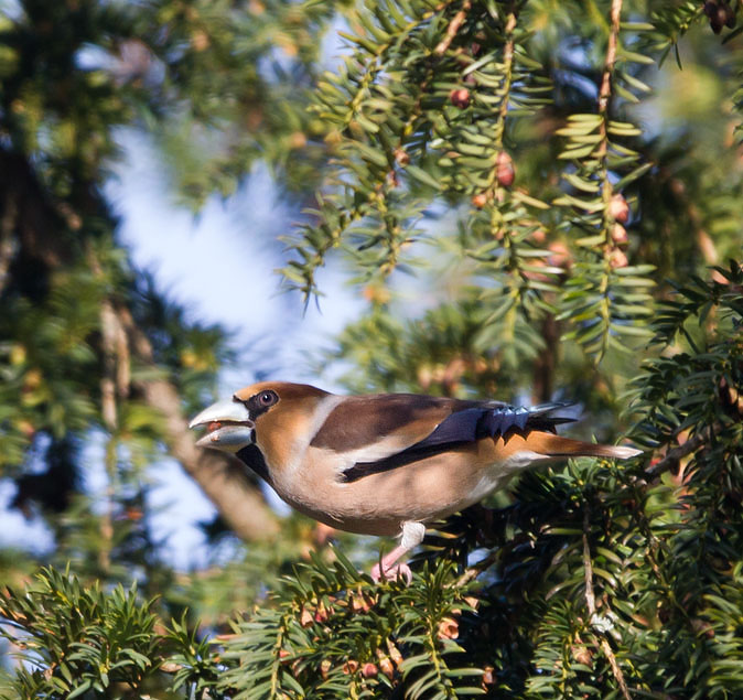 Appelvink180213M