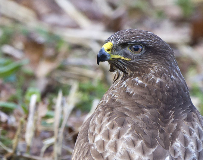 Buizerd310113A