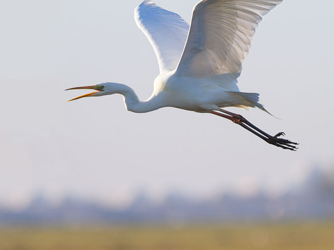 Grotezilverreiger200213D