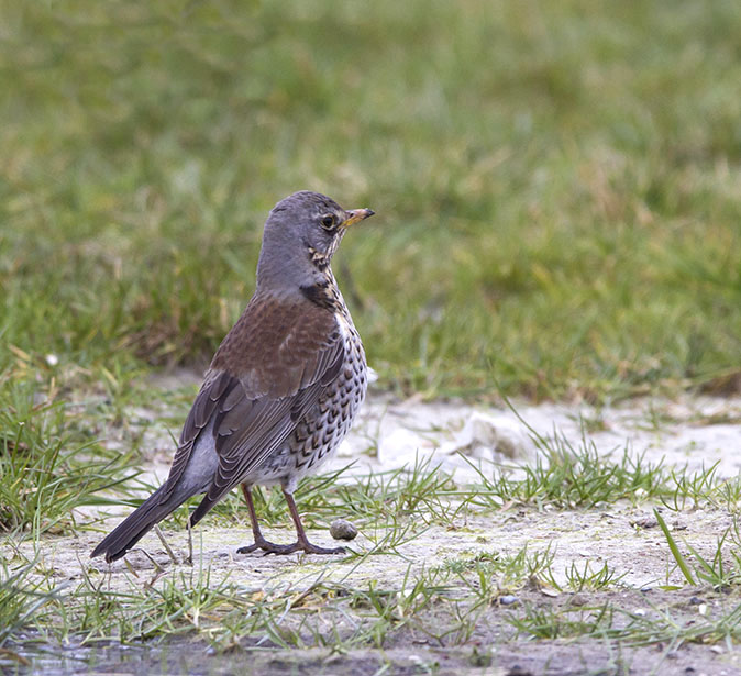 Kramsvogel110213