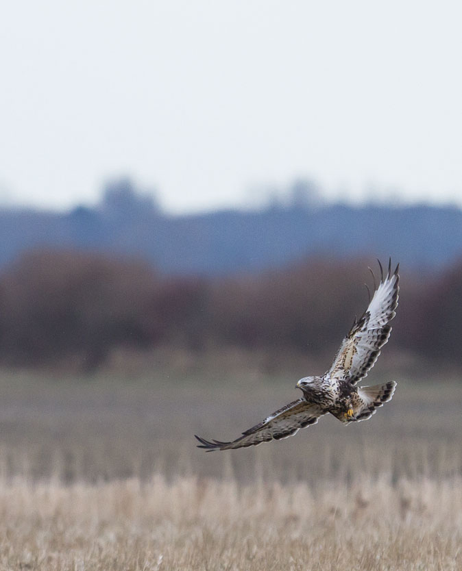 Ruigpootbuizerd220213.jpg