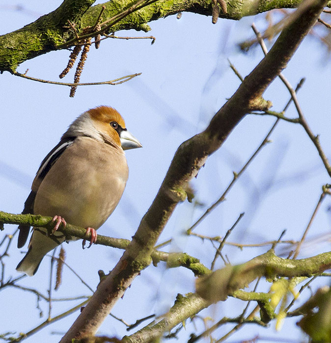 Appelvink120214C