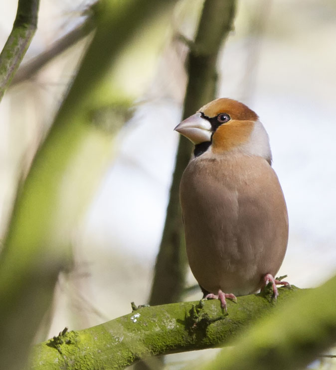 Appelvink210214