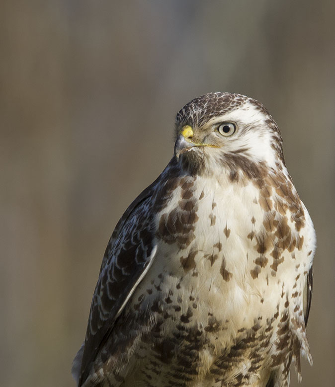 Buizerd040214