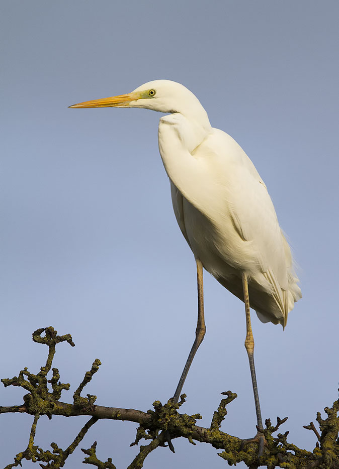 Grotezilverreiger060214A