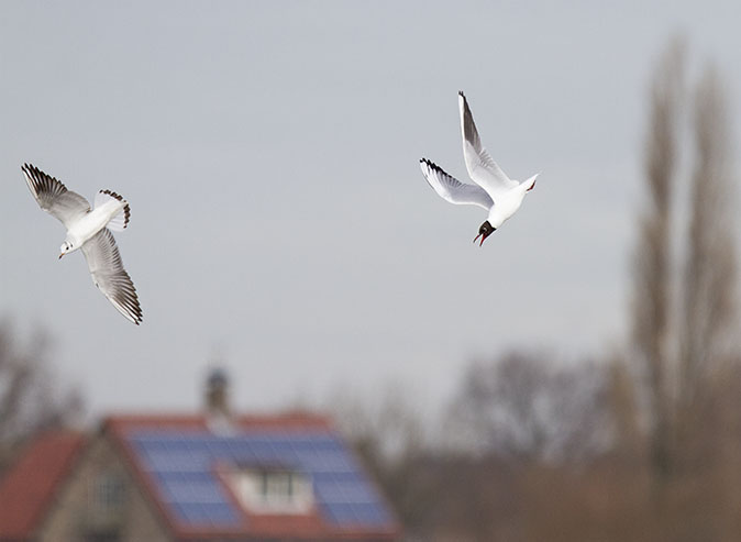 Kokmeeuwen190214