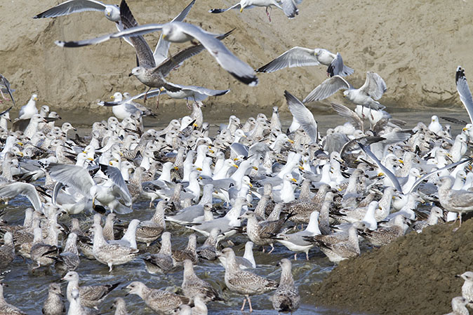 Meeuwen_Katwijk240214