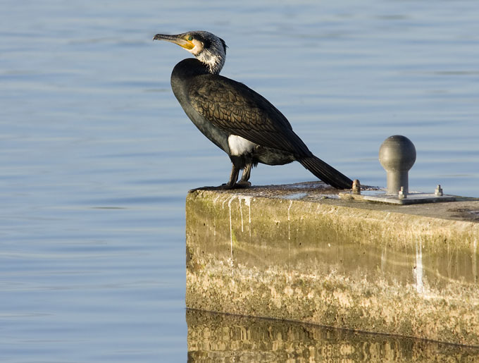 Aalscholver140109.JPG