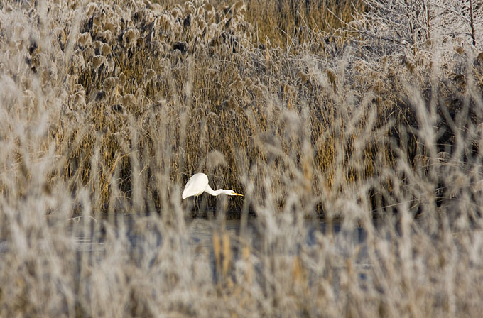 Grotezilverreiger090109.JPG