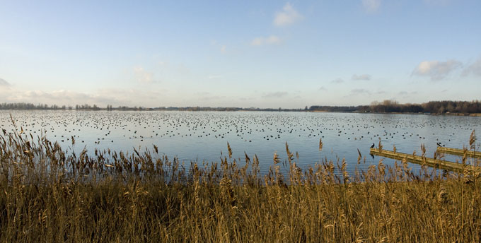 Zoetermeerseplas140109D.JPG