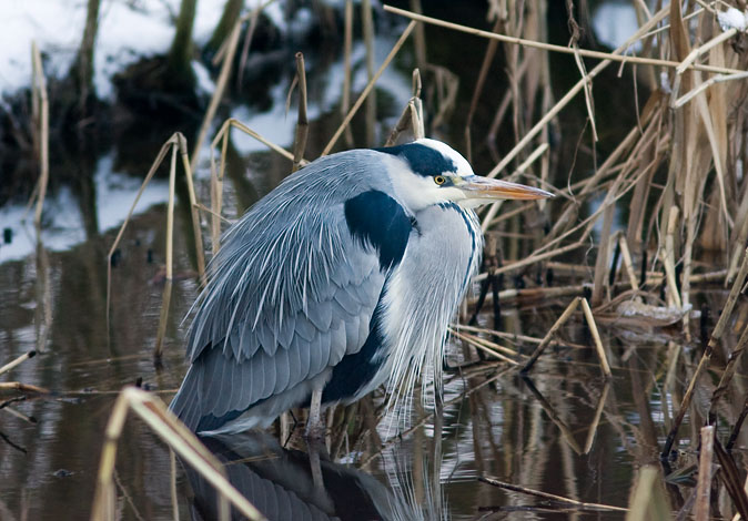 Blauwereiger070110.JPG