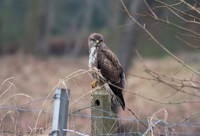 Buizerd210110.JPG