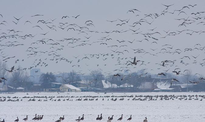 Ganzen_Oostbroekpolder110110B.JPG