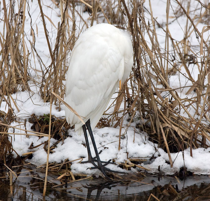 Grotezilverreiger150110A.JPG