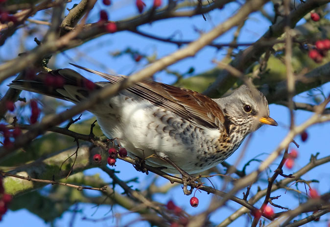 Kramsvogel010110.JPG