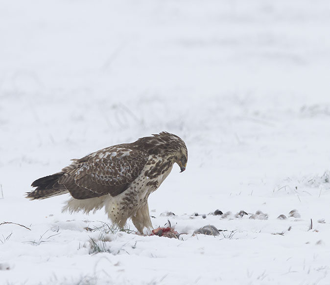 Buizerd_Smient170113A.jpg