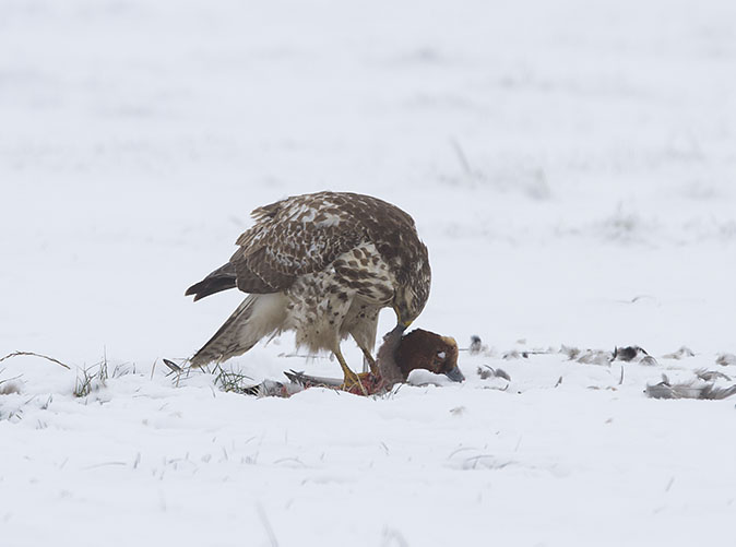 Buizerd_Smient170113I.jpg