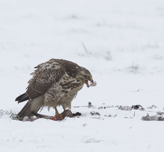 Buizerd_Smient170113M.jpg