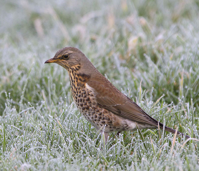 Kramsvogel100113B