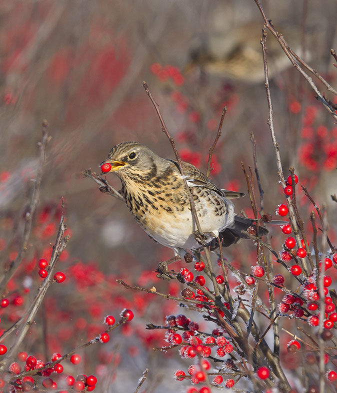 Kramsvogel150113