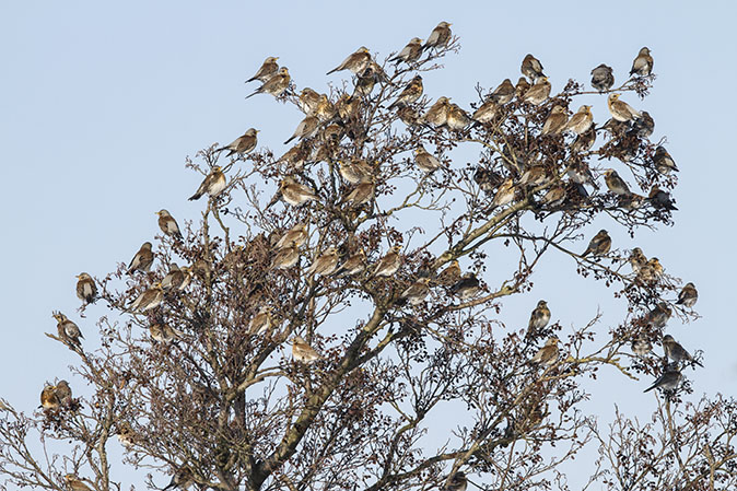 Kramsvogels150113