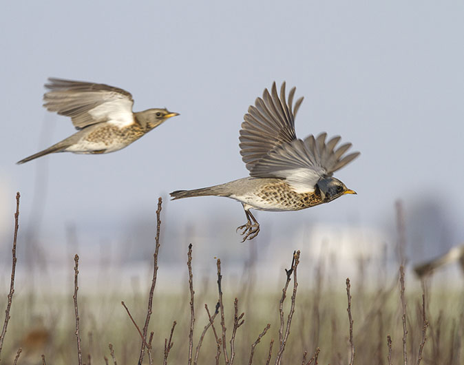 Kramsvogels150113C