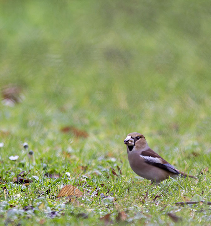 Appelvink030114