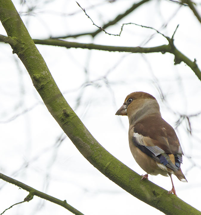 Appelvink030114A