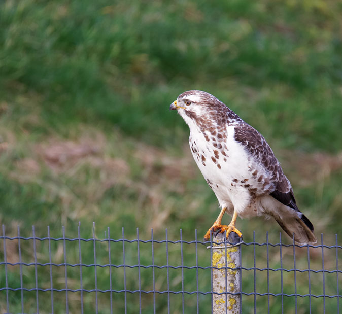 Buizerd130114