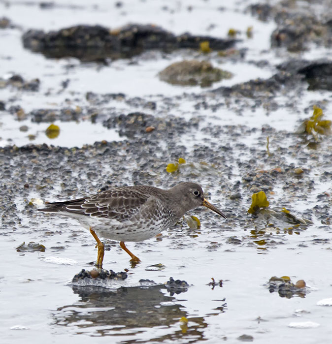 Paarsestrandloper310114