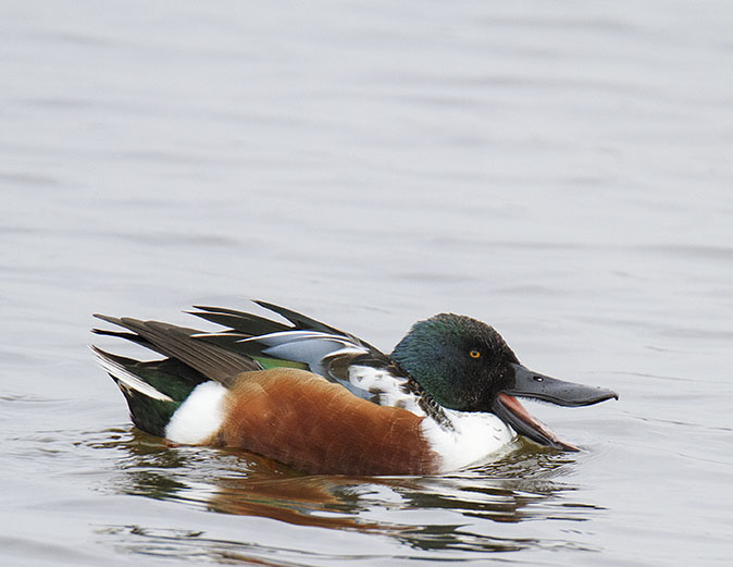 Slobeend210114A